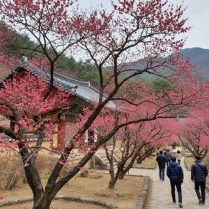 양산 통도사 지장매 만개된 붉은 매화 꽃망울과 사찰 전각의 조화로운 풍경