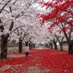 조화벚꽃으로 만드는 봄 같은 실내 공간 천장을 가득 채운 빨간색과 흰색 조화벚꽃 인테리어