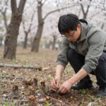 봄 숲속에서 자작나무 수액을 채취하는 모습
