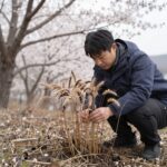 봄철 산에서 참두릅을 손으로 따는 모습