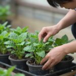 화분에서 자란 푸릇한 참나물을 손으로 따는 모습