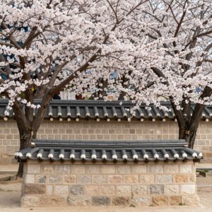 창덕궁 돌담과 단청을 배경으로 핀 화사한 홍매화 꽃