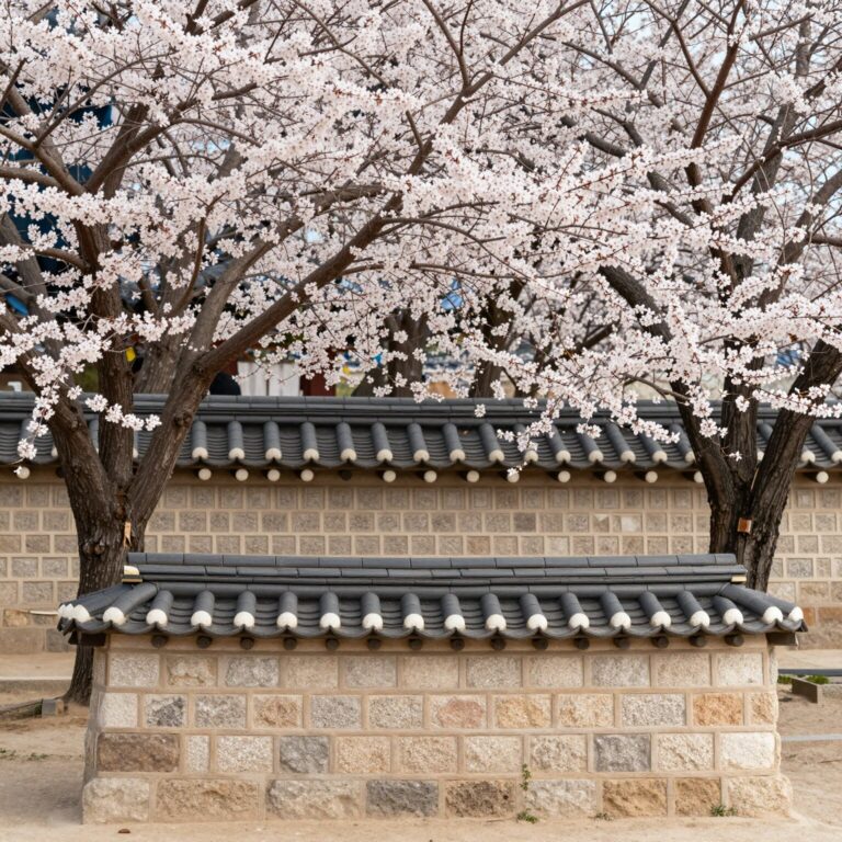 창덕궁 돌담과 단청을 배경으로 핀 화사한 홍매화 꽃