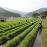 청도한재미나리 재배 밭에서 자라는 모습