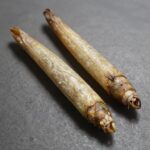 손질된 두릅, 밑동에 칼집이 내져져 있고 잔가시가 제거된 상태