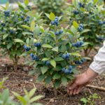 초보자를 위한 유실수 묘목 선택과 심기 전 필수 체크 사항 블루베리 감나무 사과대추 묘목이 정원에 심겨져 있는 모습