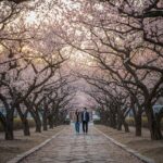 김해 건설공고 와룡매로 형성된 매화 꽃 터널 풍경