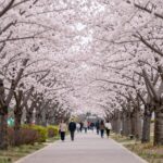 김포 벚꽃축제 주차와 즐길거리 완벽 정보 김포 계양천 벚꽃축제 산책로와 핑크빛 벚꽃 터널 풍경