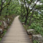 2026년 강화도 고려산 진달래 축제 가이드 강화도 고려산 진달래 군락지와 나무 데크 산책로 풍경