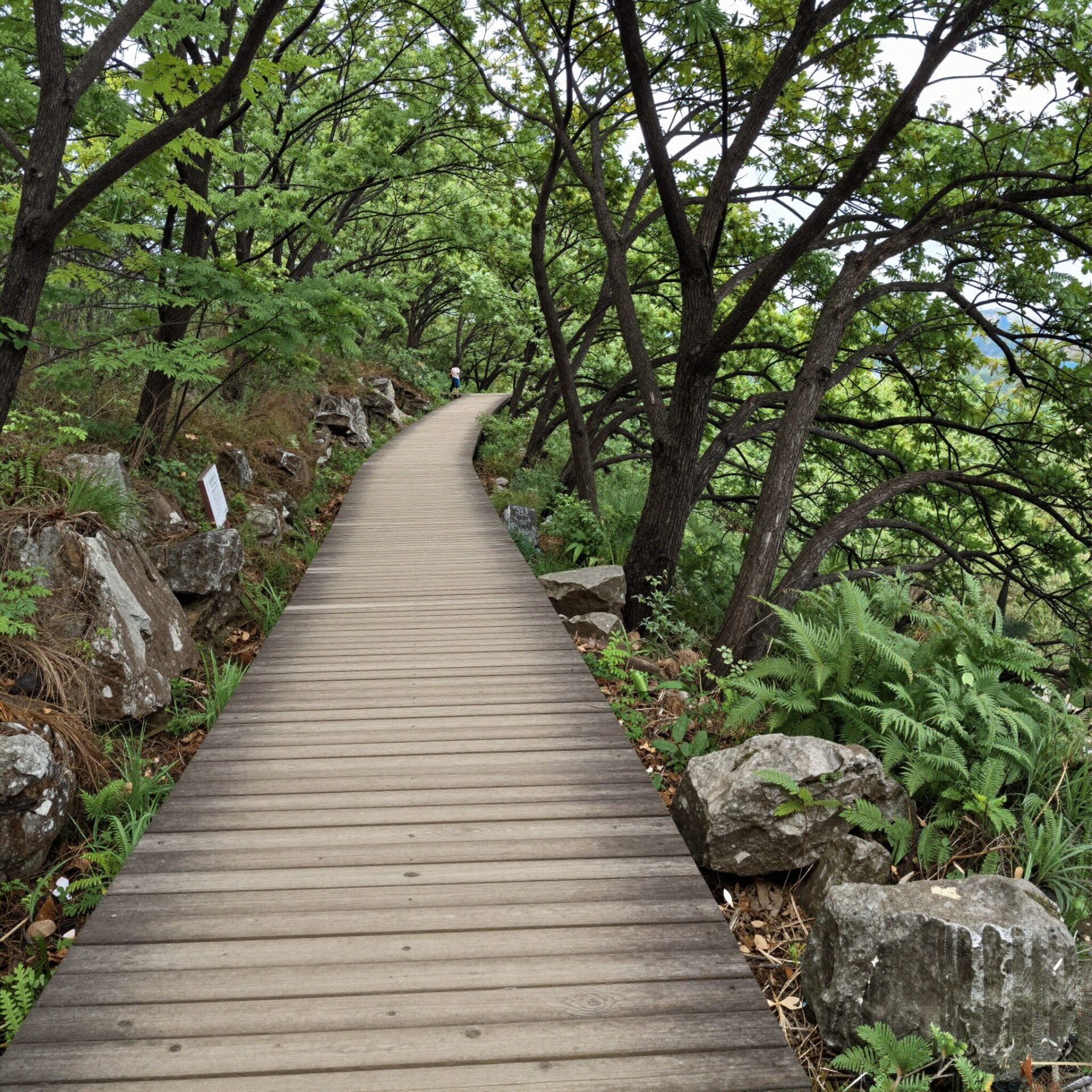 강화도 고려산 진달래 군락지와 나무 데크 산책로 풍경