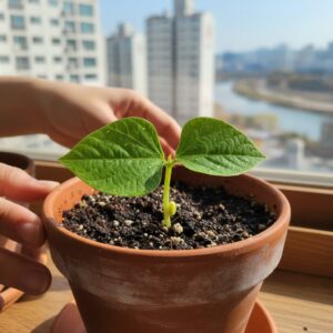 화분에 올라온 강낭콩의 푸른 떡잎 두 장