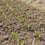 땅두릅 재배와 효능 건강하게 즐기는 법 땅두릅 수확 적기 싱싱한 새순