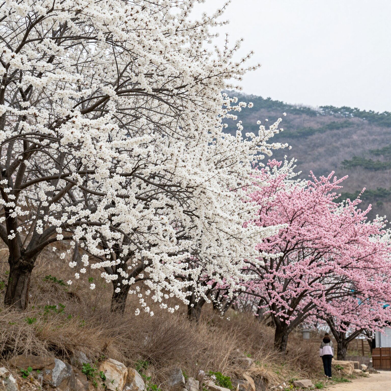 섬진강을 배경으로 핀 하얀 청매화와 분홍 홍매화 나무들이 있는 광양 매화마을 풍경