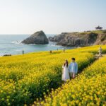 경주 양남 주상절리 배경의 넓은 노란 유채꽃밭