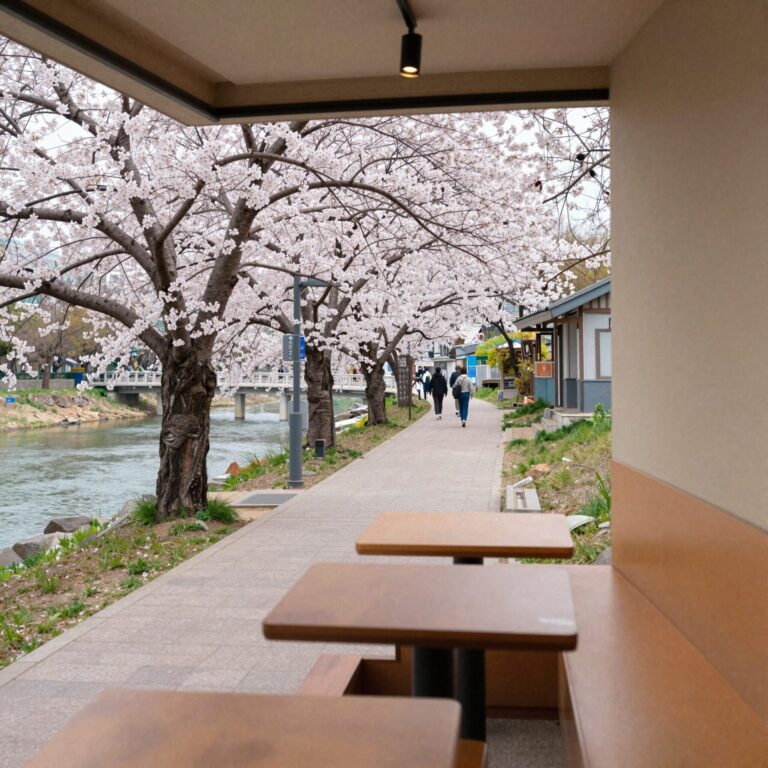 경주 보문단지 카페에서 바라본 보문호와 벚꽃길 풍경