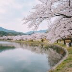 잔잔한 경포호수와 흐드러지게 핀 벚꽃 나무가 어우러진 봄 풍경