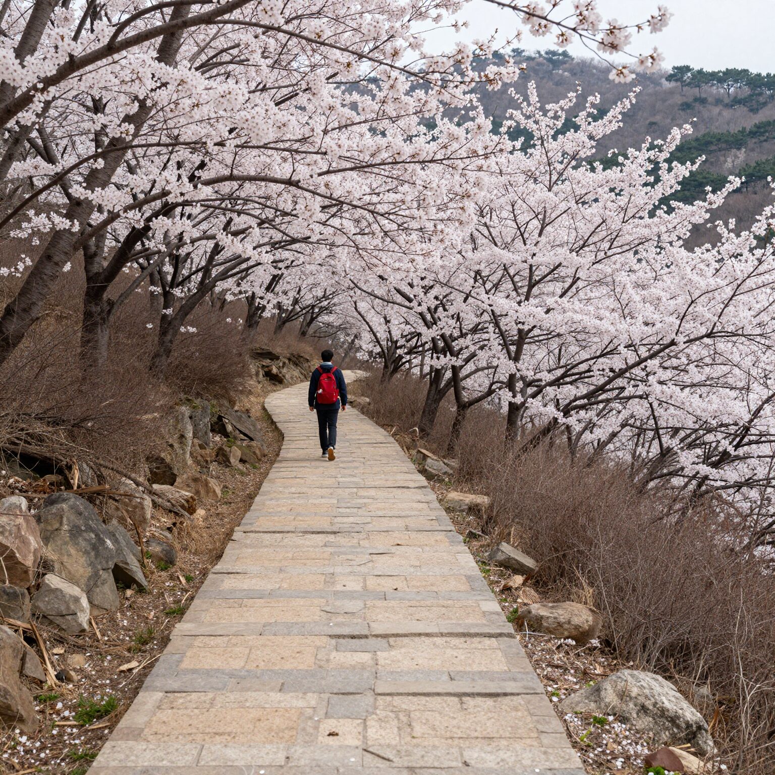 봄날 가기 좋은 4월 산행 명소 추천 1 계룡산 봄날 등산길 벚꽃이 만개한 산책로
