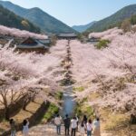 봄날 하동 쌍계사 전경과 십리벚꽃길 나무들