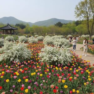 한밭수목원 봄꽃 풍경 튤립과 조팝나무가 함께 핀 모습