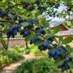 하스카프베리 열매가 주렁주렁 열린 나무 가지 사진