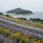 원주 꽃구경 명소와 즐길 거리 총정리 원주 흥원창 전망대에서 바라본 섬강과 금계국 꽃밭 풍경