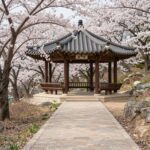 남양주 홍유릉 역사와 벚꽃 여행 가이드 봄날 벚꽃이 만개한 남양주 홍유릉의 정자각과 산책로 경치