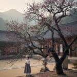 구례 화엄사 흑매화 꽃이 핀 모습