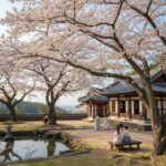 2026년 제주도 왕벚꽃 만개 시기와 명소 가이드 제주 삼성혈 한옥과 왕벚꽃이 어우러진 전통적인 풍경