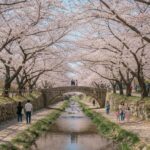 진해 여좌천 로망스다리 벚꽃 터널 낮 풍경