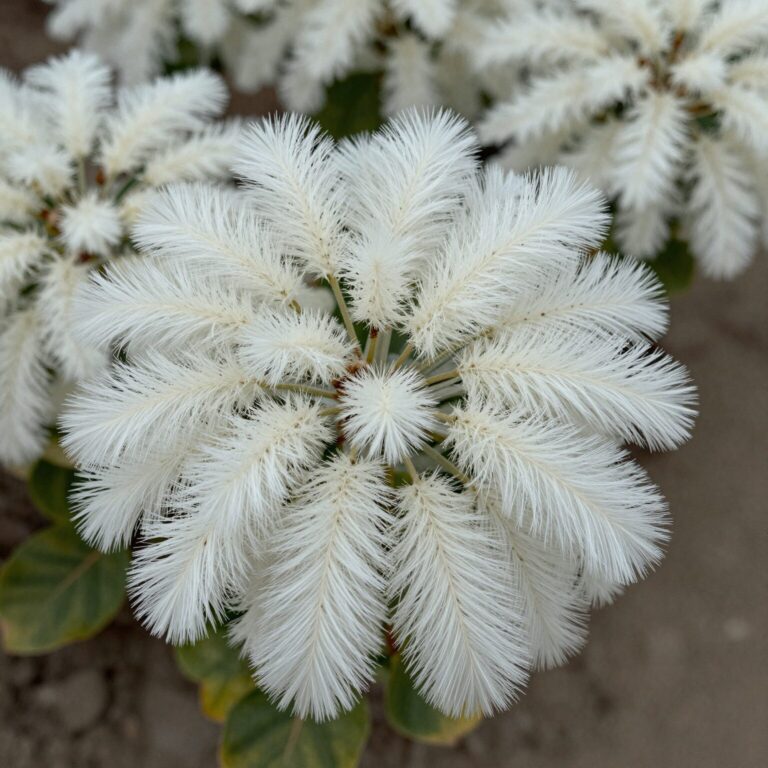 남산제비꽃의 깊게 갈라진 깃털 모양 잎과 흰색 꽃