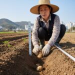 중부지방 봄 감자 심는 깊이와 간격을 보여주는 그림