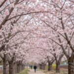 봄을 알리는 풀또기 꽃나무 키우기 봄에 핀 분홍색 풀또기 꽃나무 가지 사진