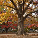 대전 세천공원 가을 단풍과 식장산 트레킹 대전 세천공원 200년 이상 된 거대한 단풍나무 가을 단풍 장관