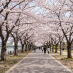 4월에 가볼만한 곳 봄꽃과 신선한 공기 여의도 한강공원 벚꽃길 낮 풍경 푸른 하늘 아래 분홍빛 벚꽃 터널과 산책로
