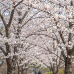 봄 감성 아이폰 배경화면 고화질 이미지로 꾸미기 봄 꽃 고화질 아이폰 배경화면