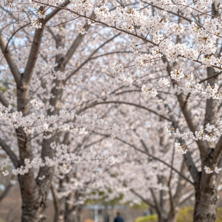 봄 꽃 고화질 아이폰 배경화면
