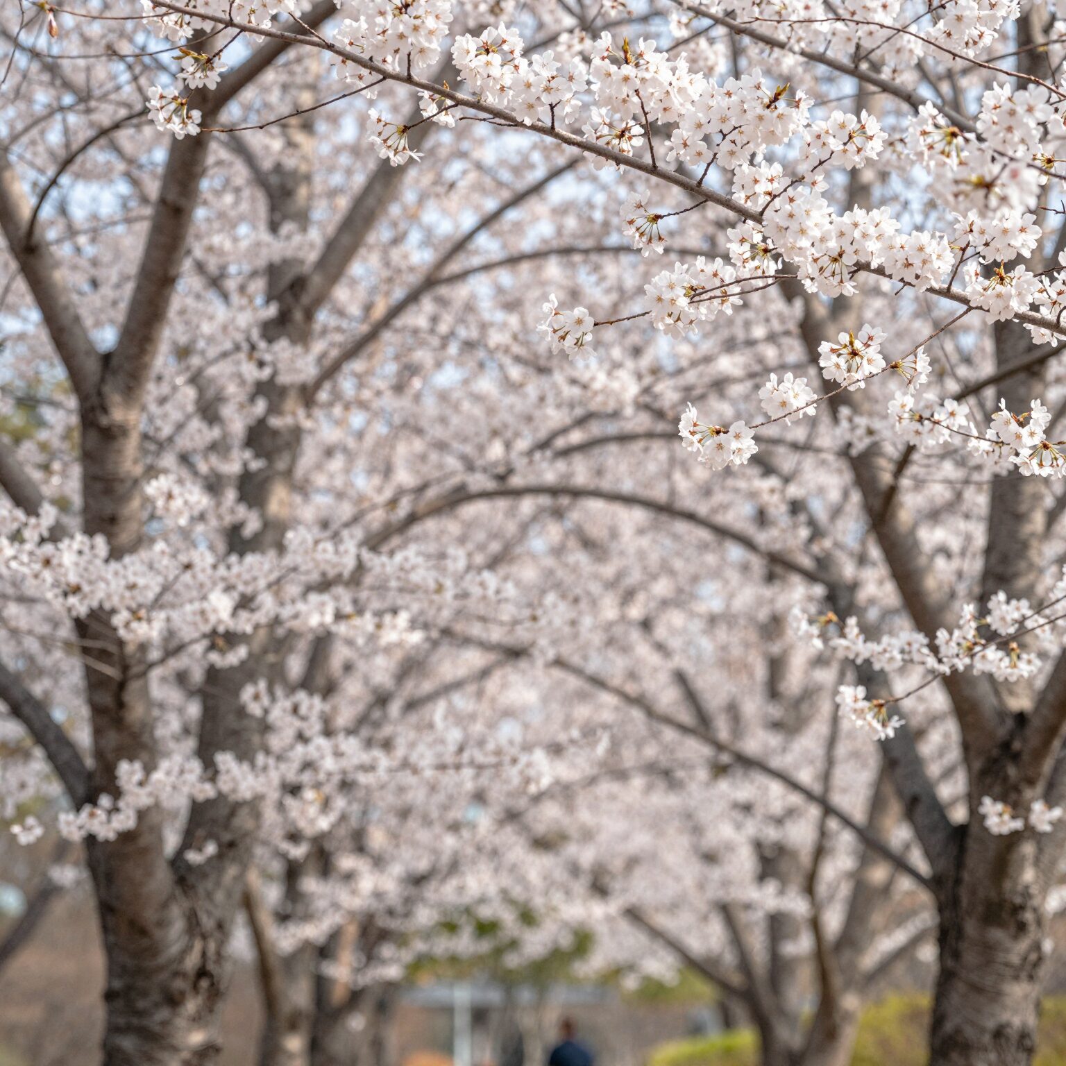 봄 감성 아이폰 배경화면 고화질 이미지로 꾸미기 1 봄 꽃 고화질 아이폰 배경화면