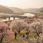 양산 순매원 낙동강 배경 매화나무와 지나는 기차 풍경