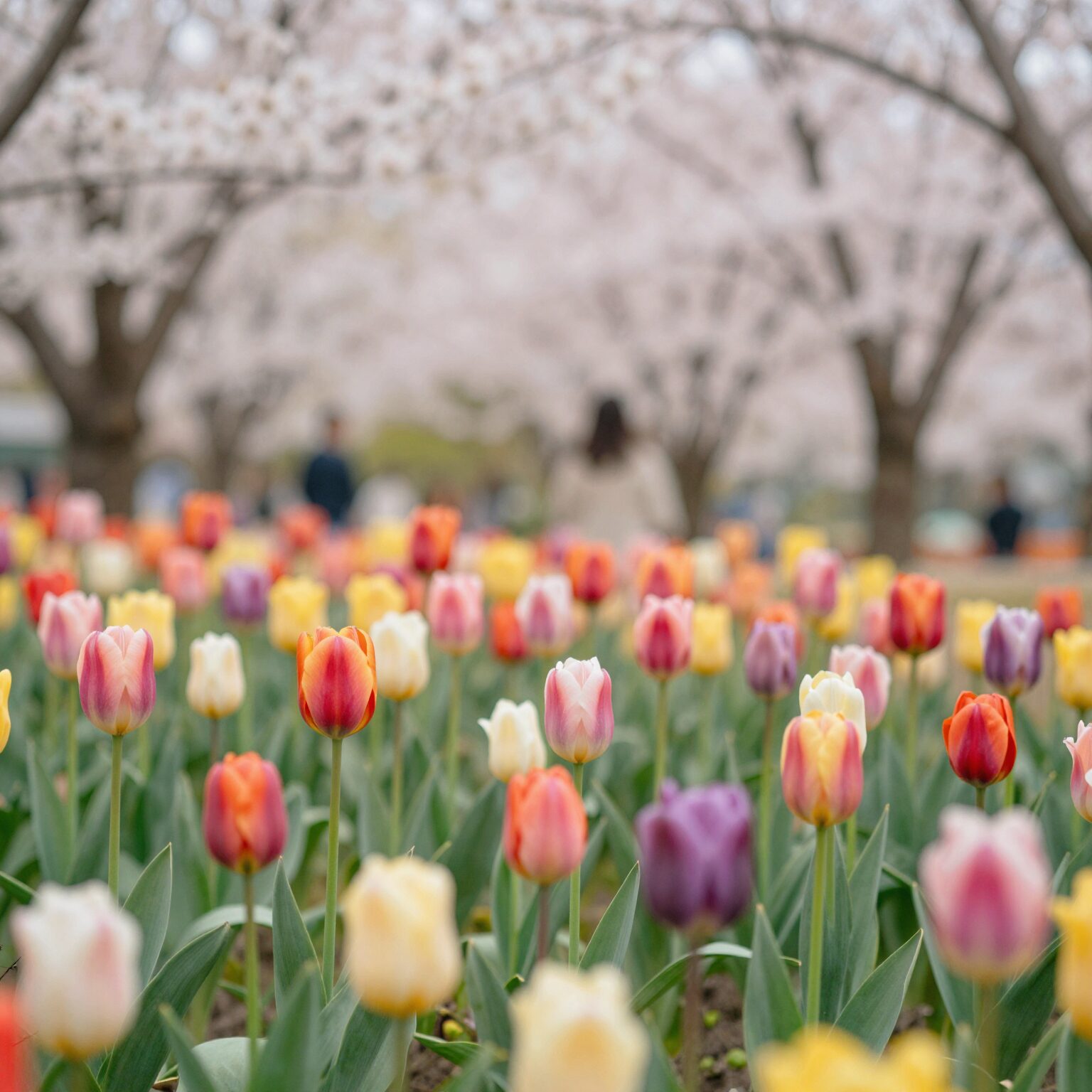 봄정원을 화사하게 만드는 튤립 수선화 키우기 1 봄 정원에 핀 다양한 색상의 튤립 꽃