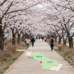 여주 벚꽃축제 2026 일정과 즐길거리 총정리 여주 흥천 남한강 벚꽃축제 행사장 위치와 벚꽃길 지도