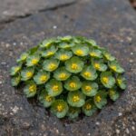 습한 바위에 핀 애기괭이눈 군락, 연녹색 꽃받침과 노란 꽃밥이 선명함