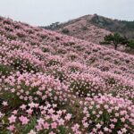 비슬산 정상 부근의 넓은 참꽃 군락지, 분홍색 꽃이 산 능선을 따라 펼쳐져 있다