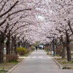 부산 민주공원 겹벚꽃 터널 길 따라 핑크빛 꽃이 아치를 이루고 있는 풍경