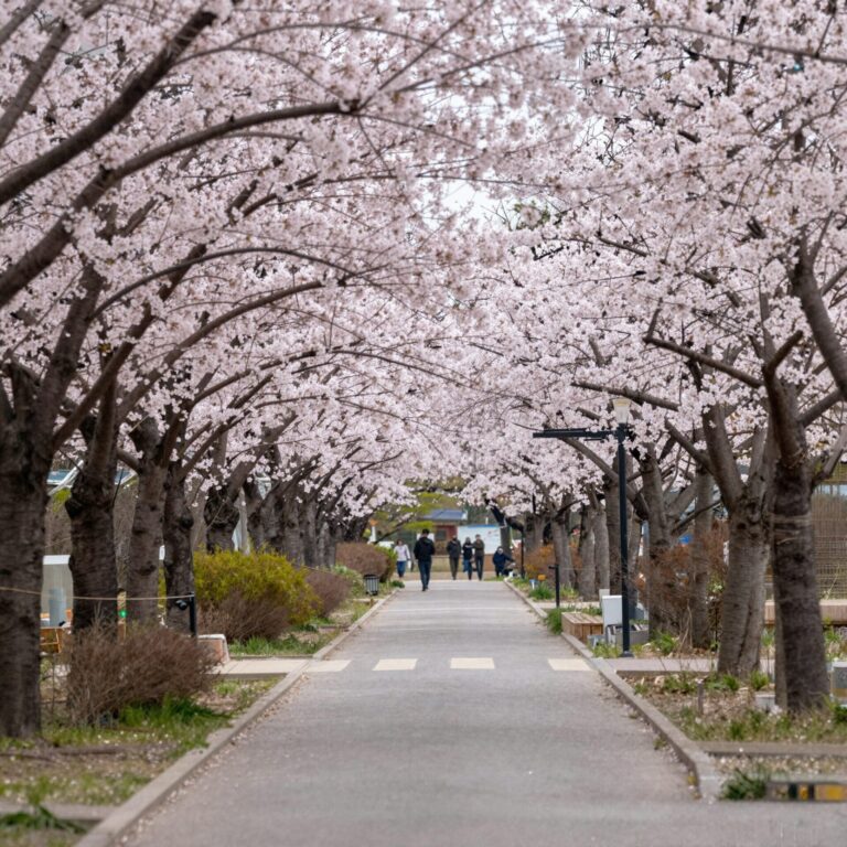 부산 민주공원 겹벚꽃 터널 길 따라 핑크빛 꽃이 아치를 이루고 있는 풍경