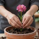 화분에서 조심스럽게 카네이션을 꺼내 분갈이하는 손의 모습