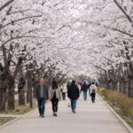 벚꽃 종류와 개화 시기 완벽 정리 흰색과 연분홍색 벚꽃이 터널을 이룬 길을 사람들이 거닐고 있는 봄날 풍경