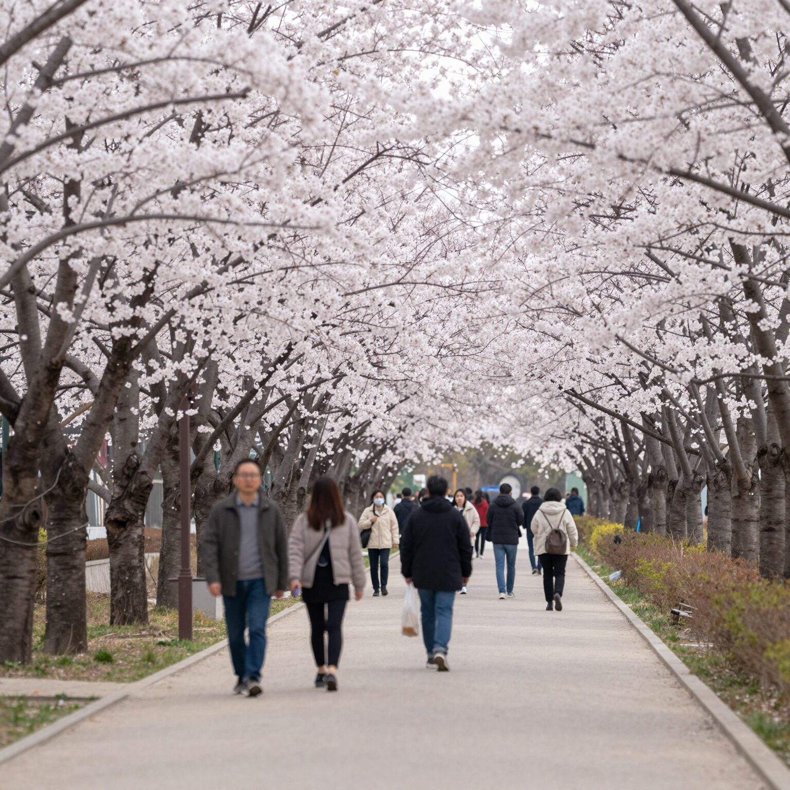 흰색과 연분홍색 벚꽃이 터널을 이룬 길을 사람들이 거닐고 있는 봄날 풍경