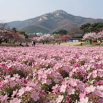 진안 꽃잔디동산 봄꽃 여행 가이드 진안 꽃잔디동산 전경, 분홍빛 꽃잔디와 배경의 마이산