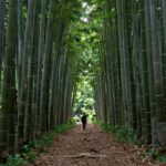 담양 죽녹원의 울창한 대나무 숲길, 초록빛 터널 같은 풍경