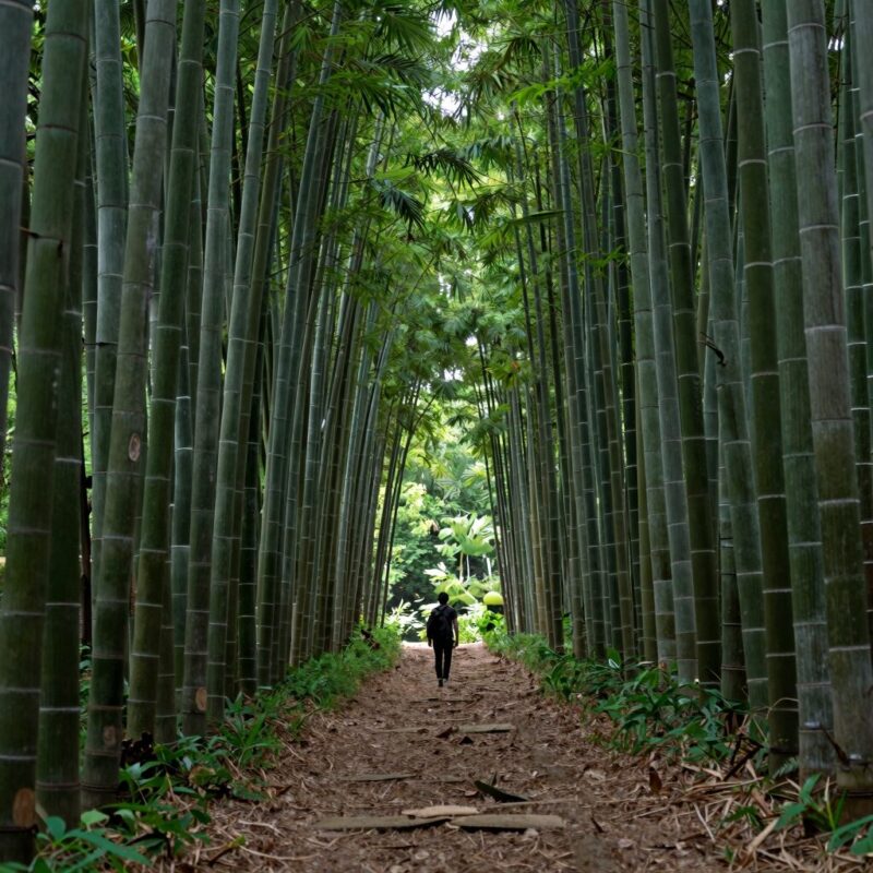 담양 죽녹원의 울창한 대나무 숲길, 초록빛 터널 같은 풍경